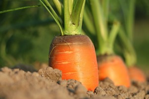 carrot in ground